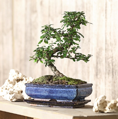 Bonsai Arten & Pflege | Dehner