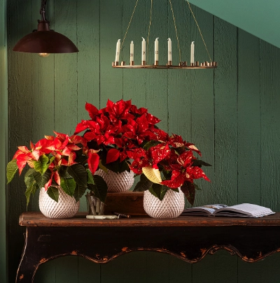 Stimmungsvolle Weihnachtssterne | Dehner