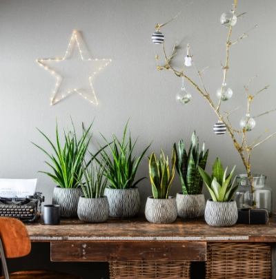 Sansevieria | Dehner