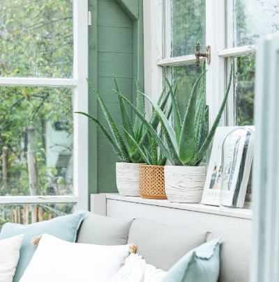 Aloe Arten & Pflege | Dehner