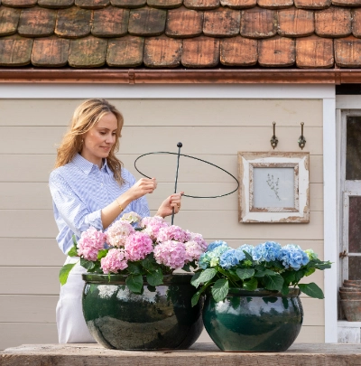 Hortensien richtig pflegen | Dehner