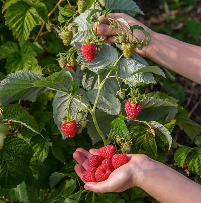 Himbeeren | Dehner