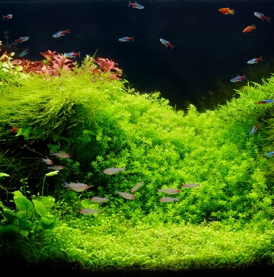 Pflanzen & Fische frs Aquarium | Dehner