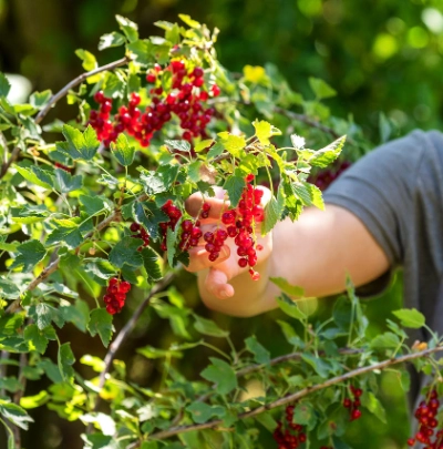 Heidelbeeren | Dehner