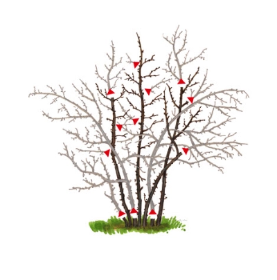 Stachelbeeren | Dehner
