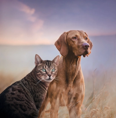 Tierbedarf und Tierzubehör bestellen Dehner