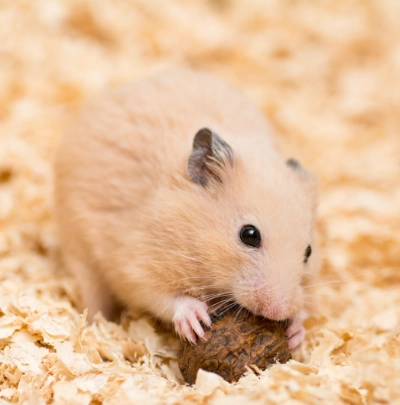 Goldhamster Dehner