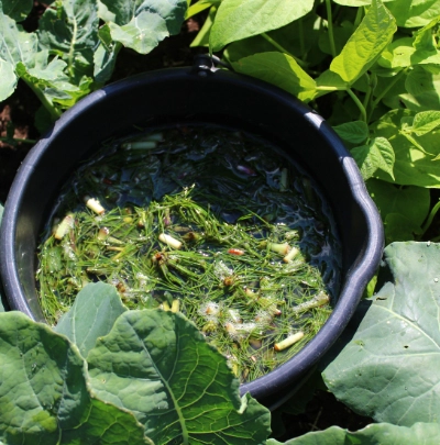 compo anti moos Compo Anti-Moss 1 kg  Planeta Huerto B2C International