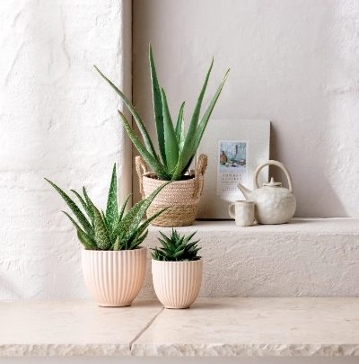 Aloe Arten & Pflege | Dehner