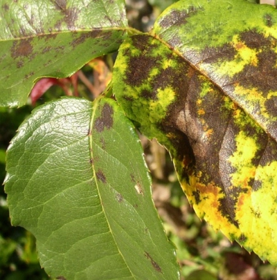 fagus deutschland Fagus Pferdeanhänger – Nachhaltiges Holzspielzeug für Pferdefans –  KLICKKLACK main image 1