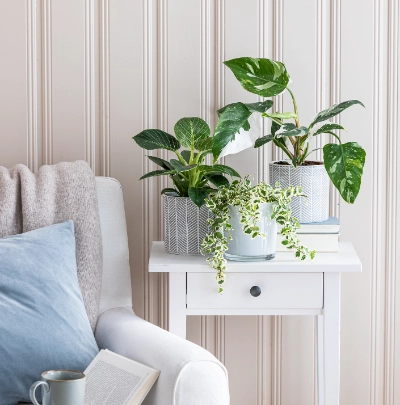 Philodendron | Dehner