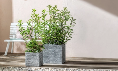 obi gummibaum Gummibaum 'Abidjan' - Ficus elastica Abidjan