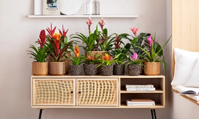 glücksfeder blog Zamioculcas zamiifolia main image 0