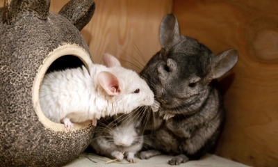 Chinchilla | Dehner
