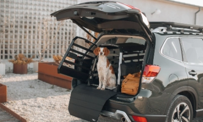 Thule Allax Hundetransportboxen
