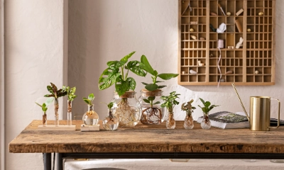 Waterplants | Dehner