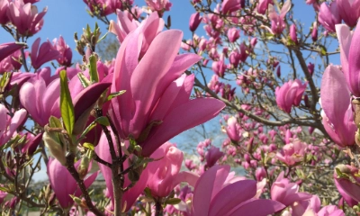 Magnolien | Dehner