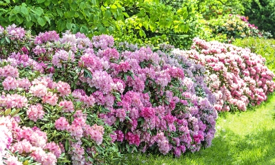 Rhododendron pflanzen So gedeiht die Alpenrose Dehner