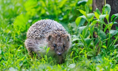 So fühlt sich der Igel im Garten wohl