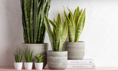 Sansevieria | Dehner