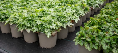 Gartenbaubetrieb Heinz Meurs 