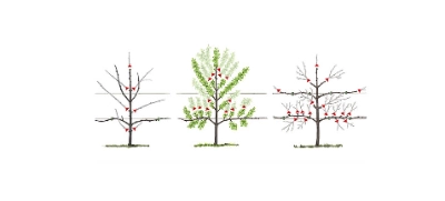 Birnbaum | Dehner