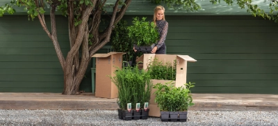 Pflanzenversand bei Dehner