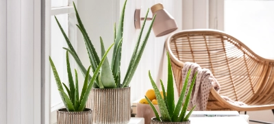 sisal agave sisalana Agave Sisalana & Sisal Hemp Seeds main image 1