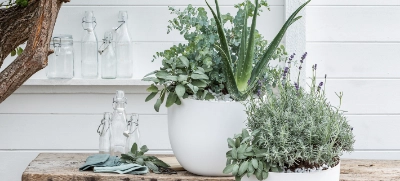 Aloe Arten & Pflege | Dehner