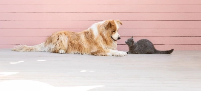 Zoo-Markenwelt bei Dehner