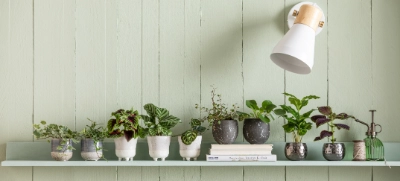 wunderstrauch standort Croton Iceton ⭥90cm – Wunderstrauch main image 0