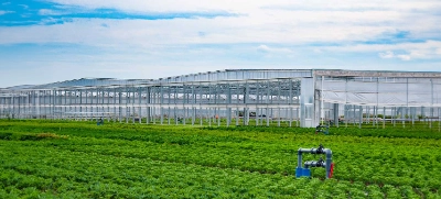 Gärtnerei K & K Pflanzen