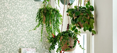 zimmerpflanze herzform Hoya kerrii