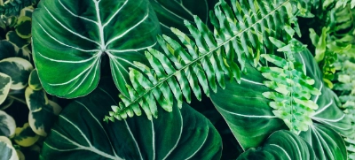 Mein Dehner. Meine Vorteile.