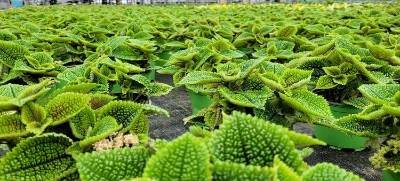 Fleischle Gartenbau GBR