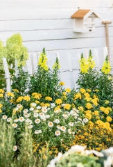 Vorgarten insekten&shy;freundlich