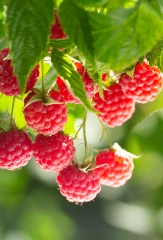 Himbeeren