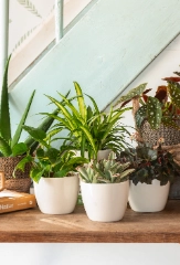 Zimmer&shy;pflanzen für jeden Raum