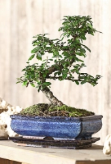 Bonsai