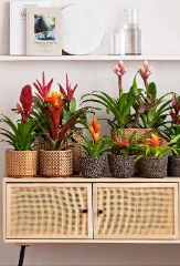 Bromelien