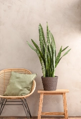 Sansevieria