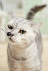 Katze | Dehner