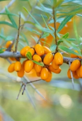 Top 10: Wildobst & Wildbeeren