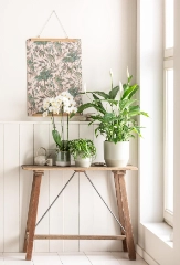 Top 10: Büropflanzen