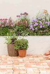 Stauden&shy;pflanzen