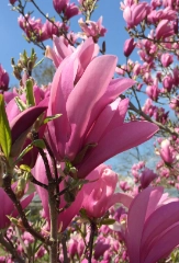 Magnolien