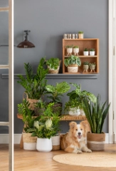 Top 10: Pflegleichte Zimmer&shy;pflanzen