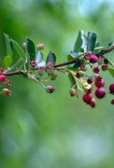 Vogelnähr&shy;gehölze