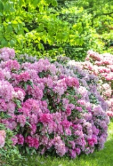 Rhododendron