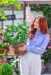 Jasminblütiger Nachtschatten 